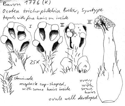 Vorschaubild Ocotea trichophlebia Baker